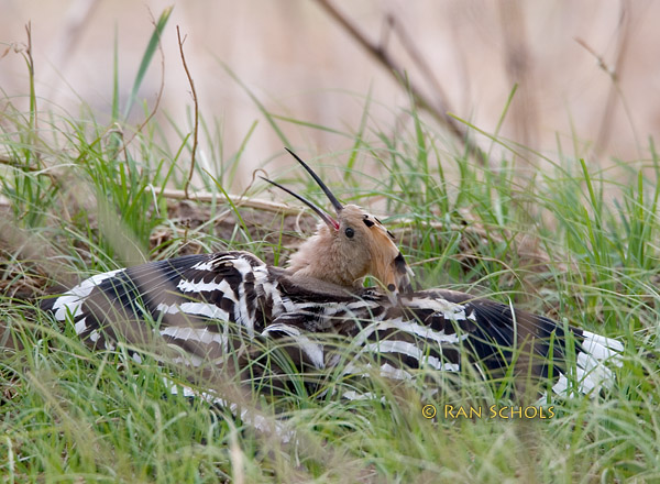 Hoopoe C20D_02760.jpg