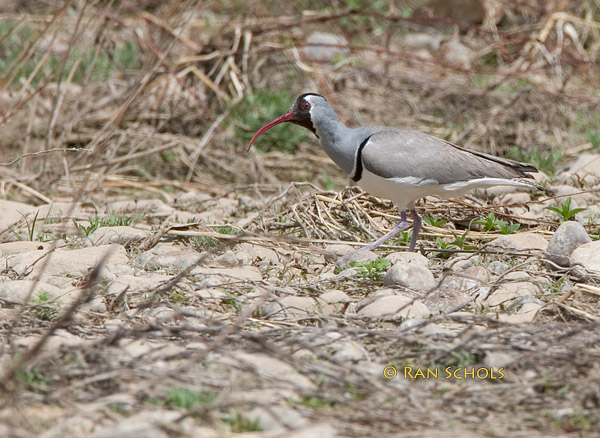 Ibisbill C20D_01981.jpg