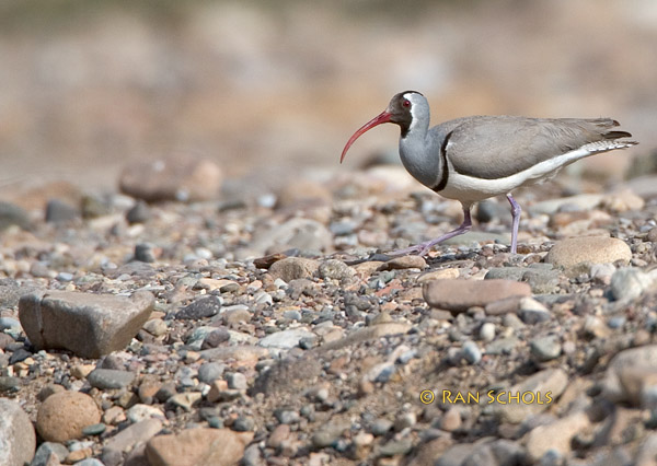 Ibisbill C20D_01998.jpg