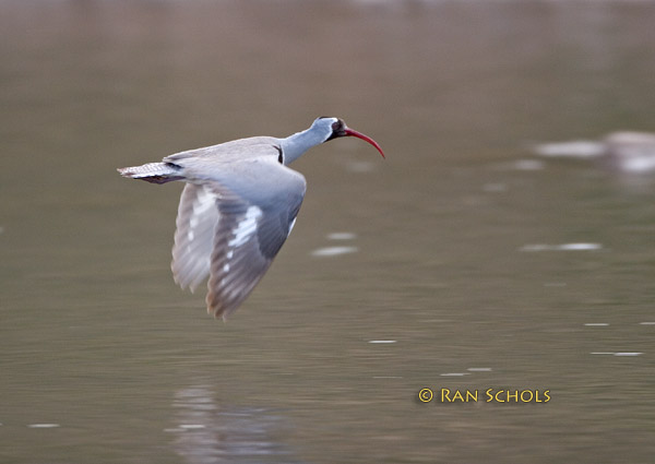 Ibisbill C20D_02056.jpg