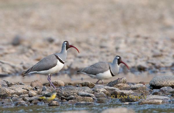 Ibisbill C20D_02078.jpg