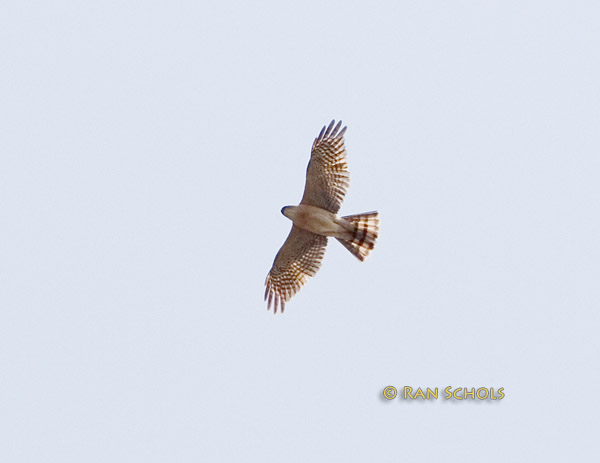 Japanese sparrowhawk C20D_03070.jpg