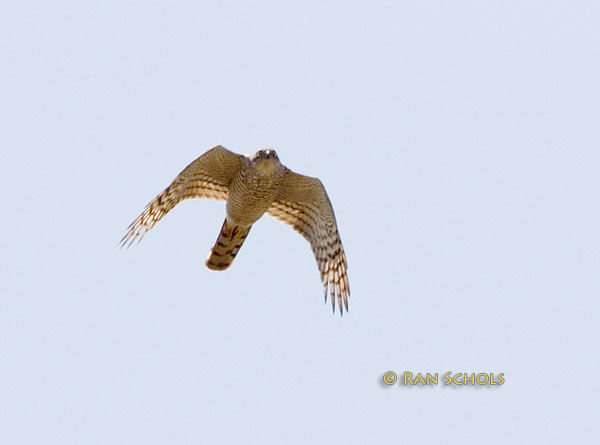 Sparrowhawk C20D_03074.jpg