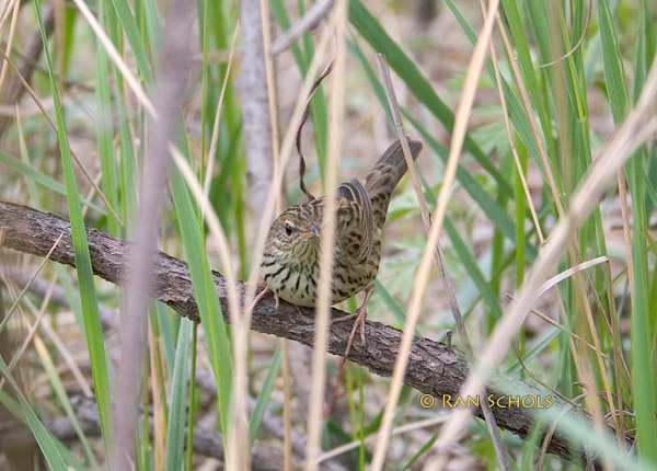 Lanceolated warbler C20D_03640.jpg