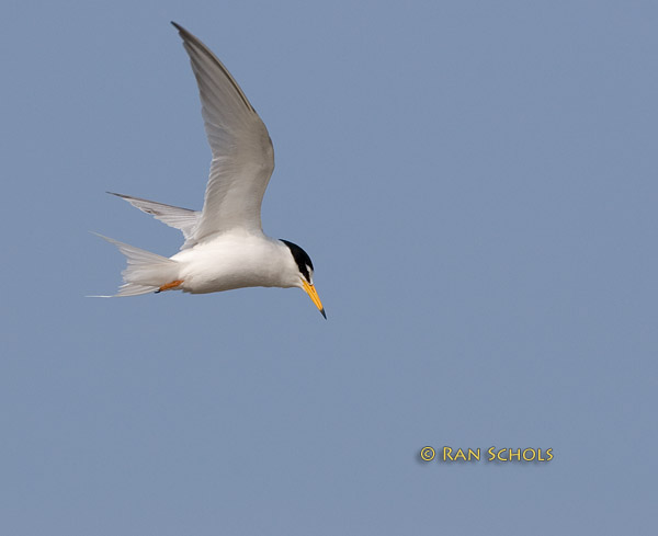 Little tern C20D_03464.jpg