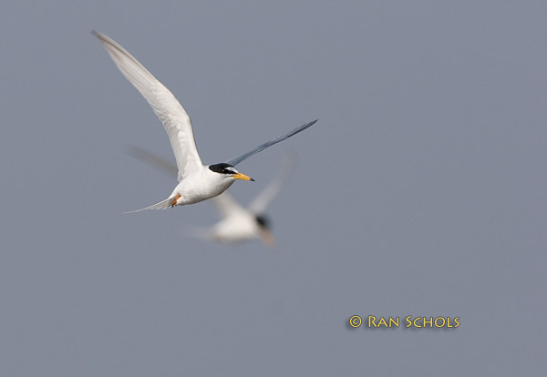 Little tern C20D_03467.jpg