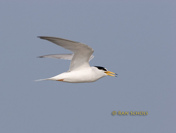 Little tern C20D_03480.jpg