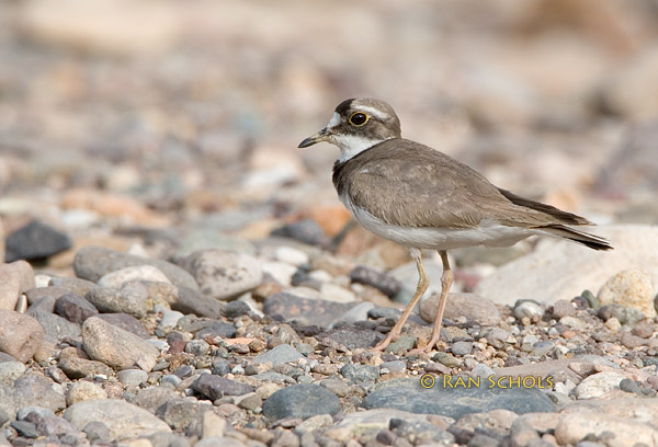 Long billed plover C20D_02034.jpg