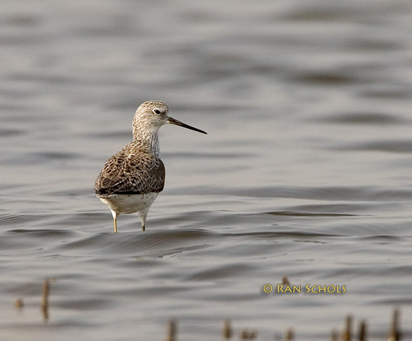 Marsh sandpiper C20D_02454.jpg