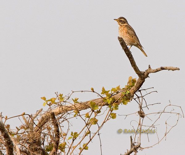 Naumanns thrush C20D_02586.jpg