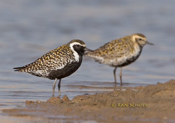 Pacific golden plover C20D_02362.jpg