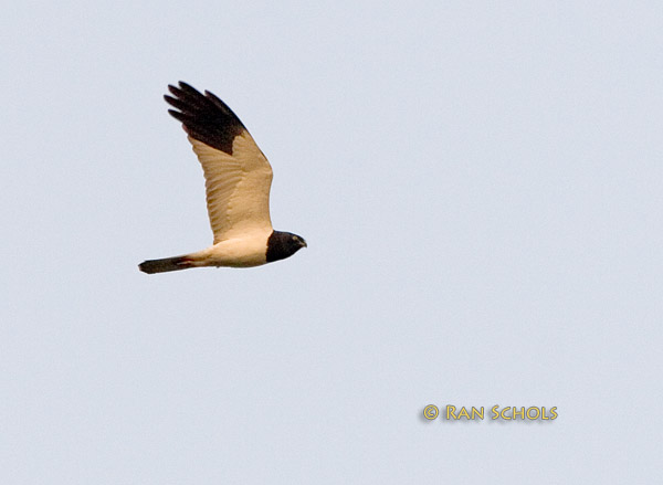 Pied harrier C20D_02439.jpg