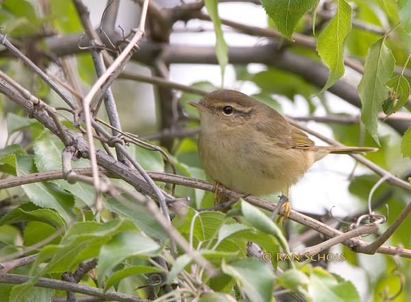 Raddes warbler C20D_03938.jpg
