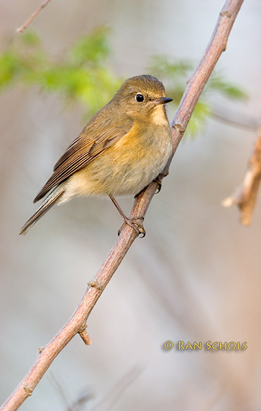 Red-flanked bluetail C20D_02689.jpg