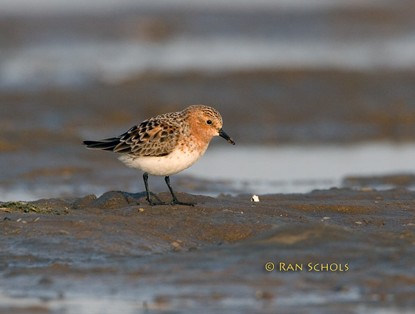 Red-necked stint C20D_02286.jpg