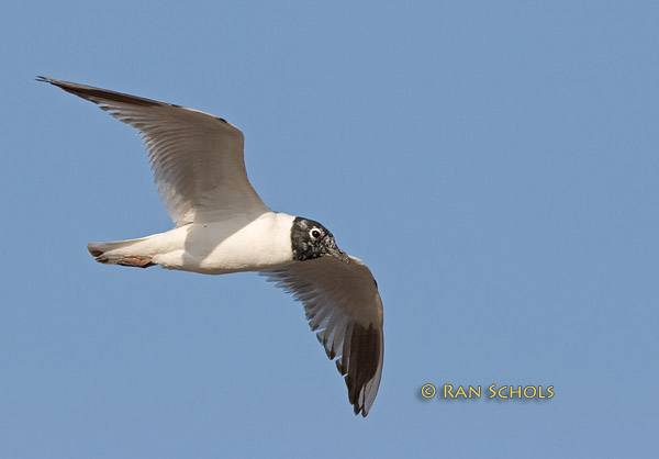 Saunders gull C20D_02911.jpg