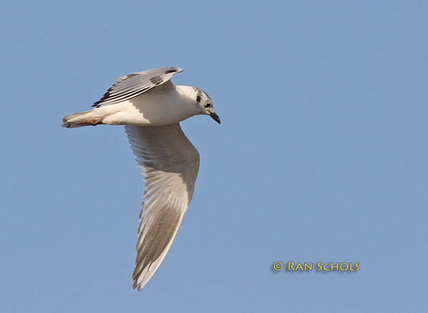 Saunders gull C20D_02920.jpg