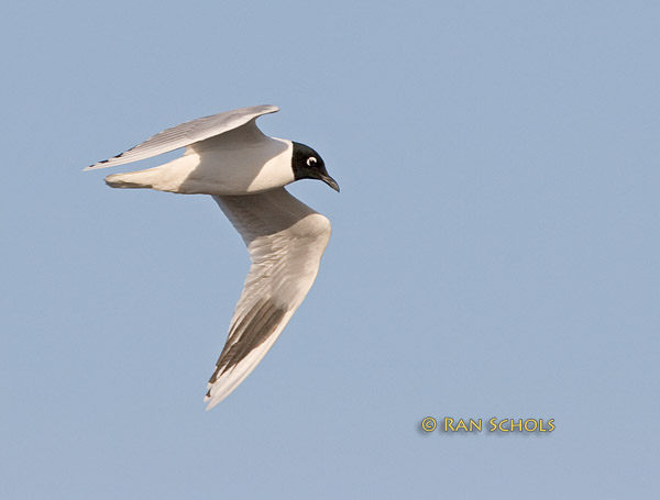 Saunders gull C20D_02938.jpg