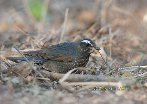 Siberian thrush C20D_03294.jpg