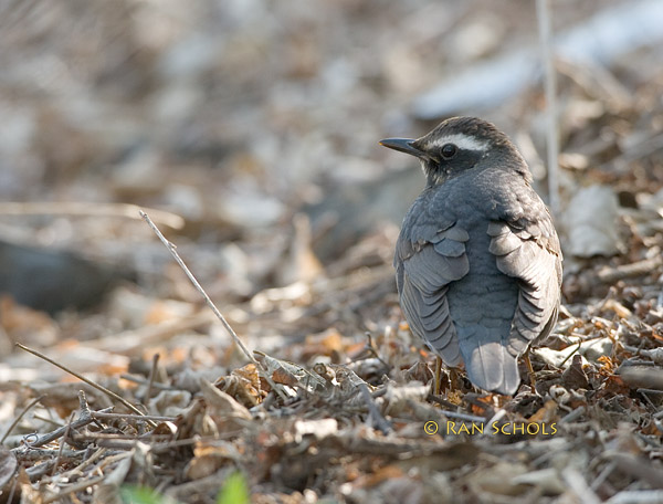 Siberian thrush C20D_03333.jpg