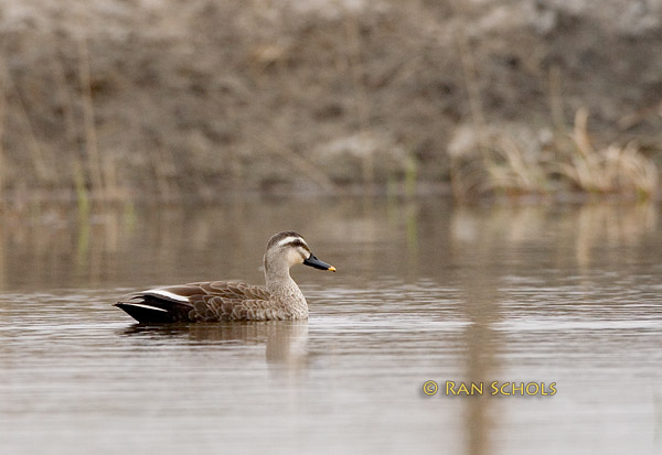 Spot-billed duck C20D_02735.jpg