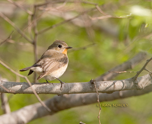 Taiga flycatcher C20D_02652.jpg