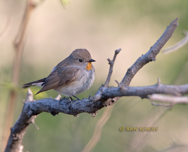 Taiga flycatcher C20D_03264.jpg