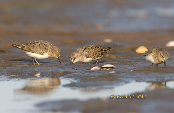 Temmincks stint C20D_02271.jpg