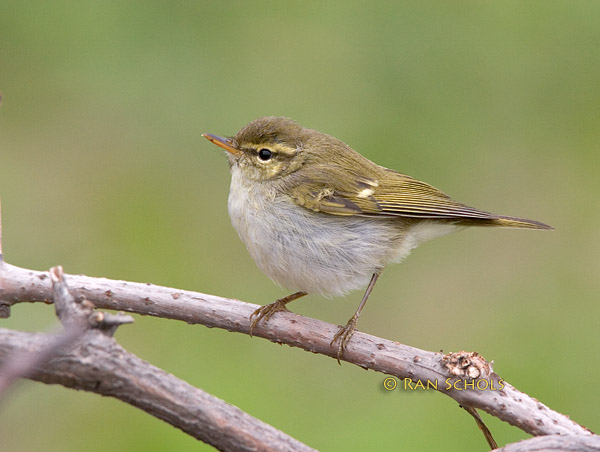 Two-barred warbler C20D_03529.jpg