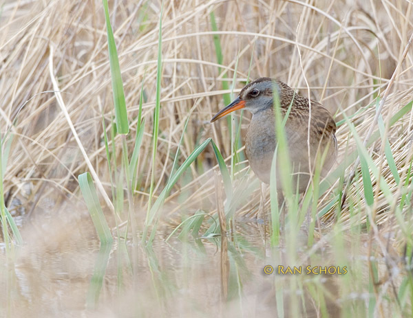 Waterrail C20D_02949.jpg