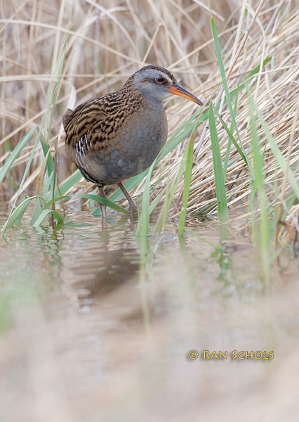 Waterrail C20D_02962.jpg