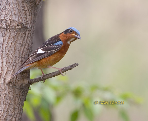 White-throated rock thrush C20D_03770.jpg