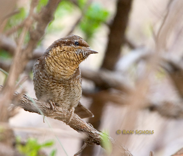 Wryneck C20D_03910.jpg