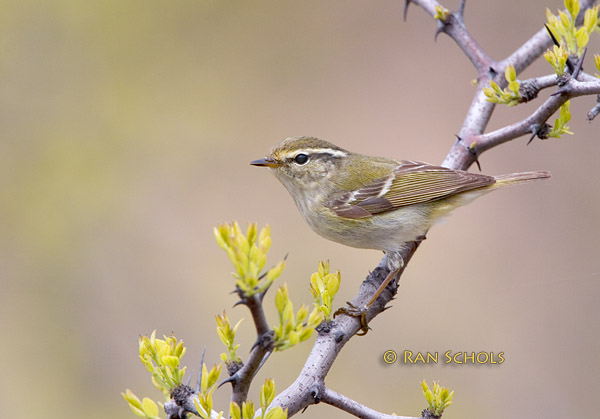 Yellow-browed warbler C20D_03406.jpg