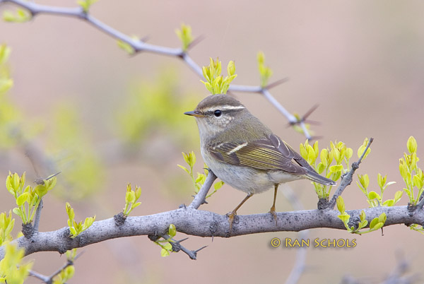 Yellow-browed warbler C20D_03416.jpg