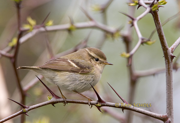 Yellow-browed warbler C20D_03817.jpg