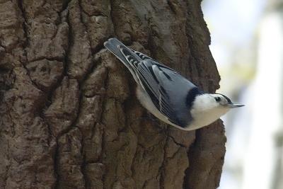 W-B Nuthatch, Kentville