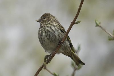 Pine Siskin, Pt. Wms