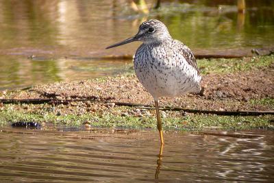Gr. Yellowleg(s) 2