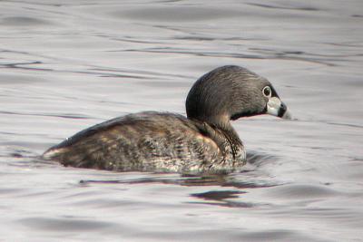 Pied-billed Grebe, Ann. Rl.