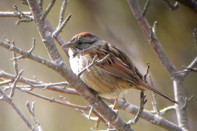 Swamp Sparrow, Ann. Rl.