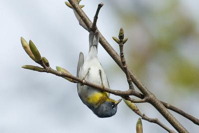 N.Parula, Westport