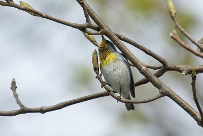 N.Parula 2