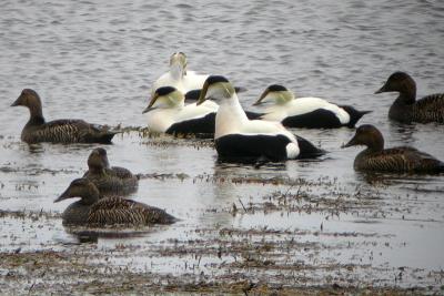 Common Eiders, Pond Cove