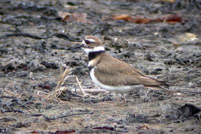 Killdeer, Pond Cove