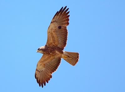 D2H_1283Hawk.jpg