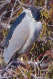 DSC_0768BCNHeron.jpg