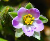 DSC_209FlowerMontañadeOro.jpg