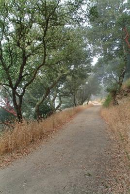 Mount Tam Trails7.jpg