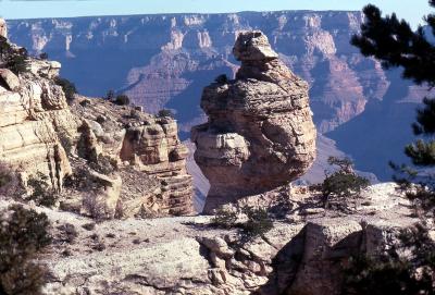 Grand Canyon-Duck on a Rock.jpg